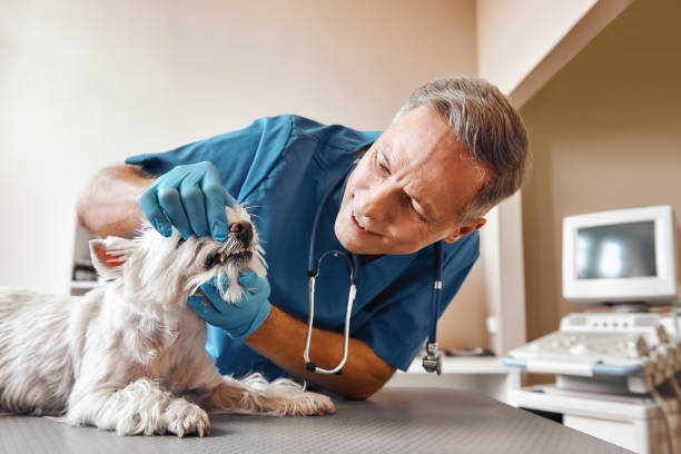 Best Emergency Dental Care for Broken or Chipped Teeth in Hastings, MI